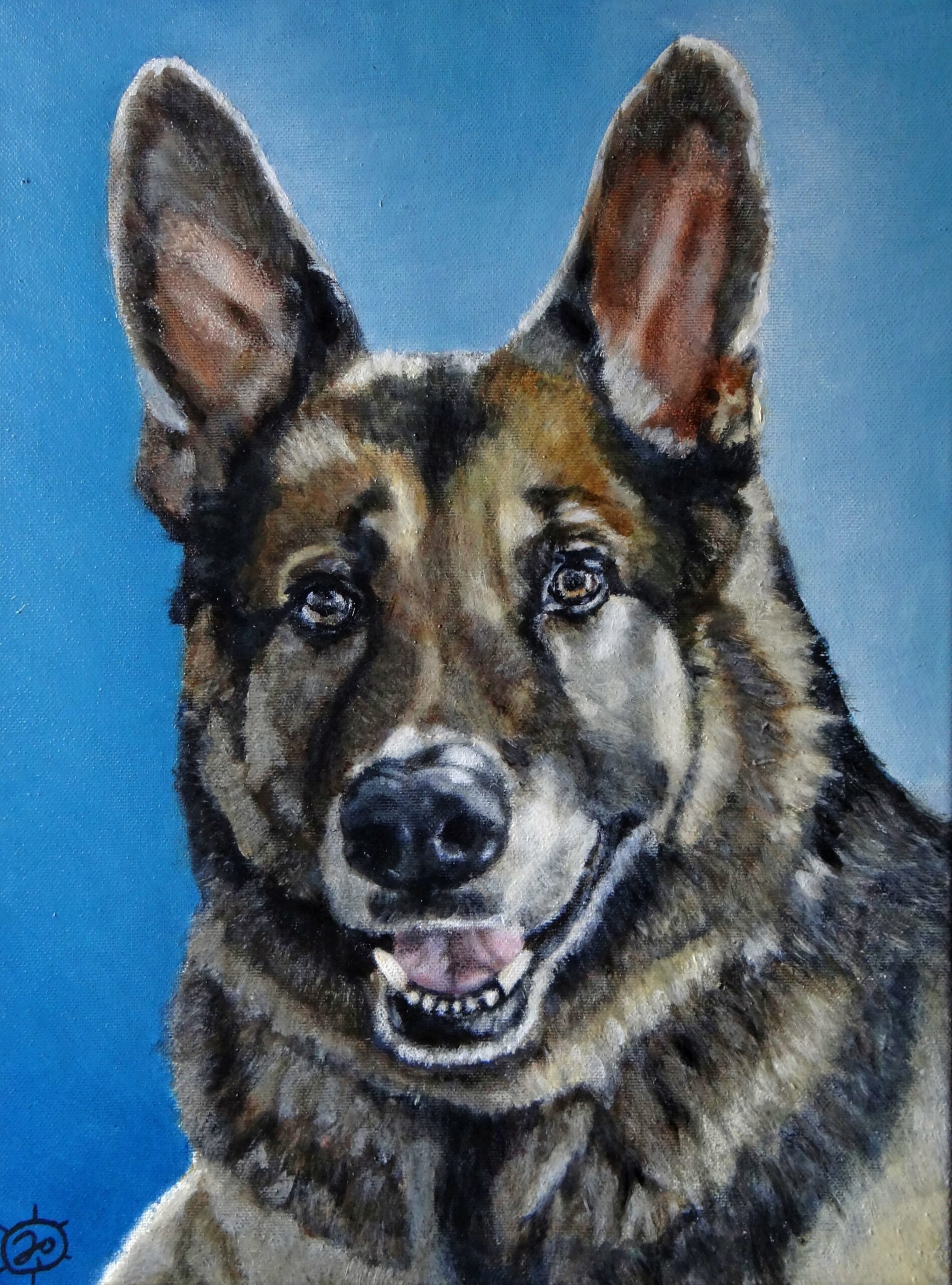 Painting of Malinois Sheperd dog male young