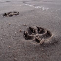 Dog footprint in the sand